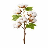 Cotton