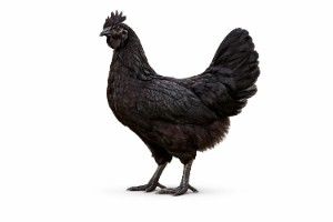 Kadaknath-Chicken