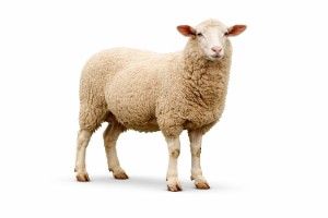Sheep