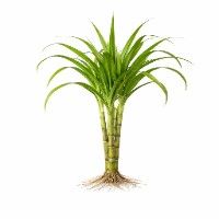 Sugarcane-plant