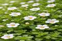 ब्राह्मी