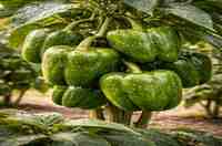 शिमला मिर्च