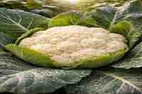 फूल गोभी