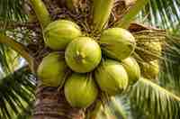 नारियल