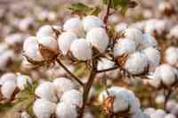 कपास