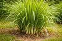 लेमन ग्रास