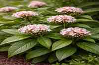 सर्पगंधा