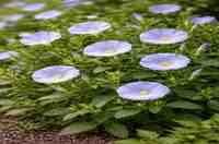 शंखपुष्पी