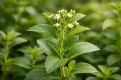 स्टीविया