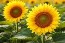 सूरजमुखी