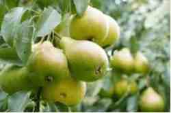 नाशपाती